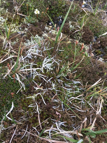 Whiteworm Lichen (Thamnolia vermicularis)