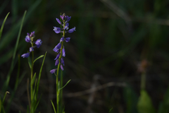Polygala hybrida
