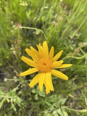 Arnica sororia