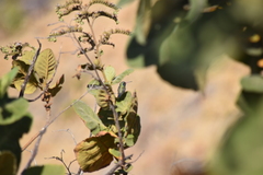 Cynanthus latirostris