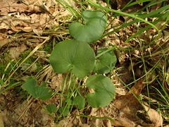 Parnassia asarifolia