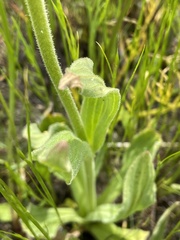 Arnica sororia