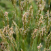 Sweet Vernal Grass - Photo (c) David McCorquodale, some rights reserved (CC BY), uploaded by David McCorquodale