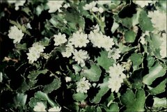 Dichosciadium ranunculaceum