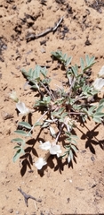 Astragalus argophyllus panguicensis