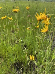 Arnica sororia