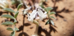 Astragalus argophyllus panguicensis