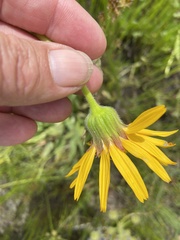 Arnica sororia