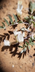 Astragalus argophyllus panguicensis