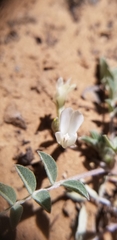 Astragalus argophyllus panguicensis