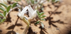 Astragalus argophyllus panguicensis