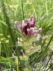 Castilleja pilosa