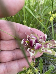 Castilleja pilosa
