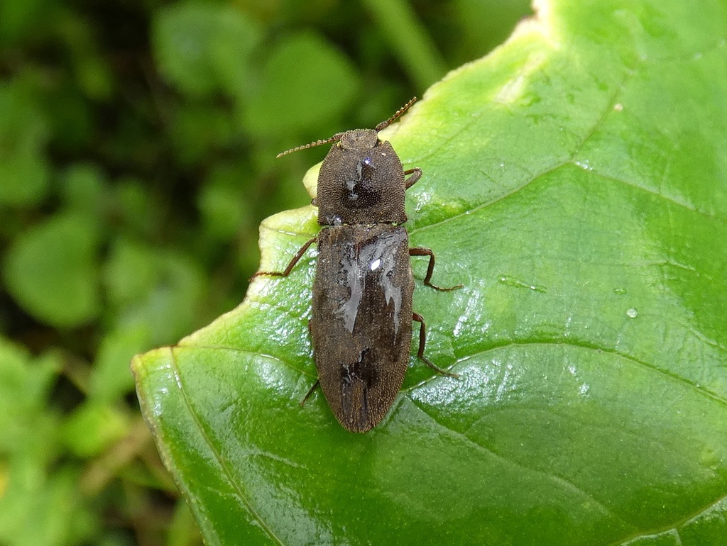 Agrypnus paleatus