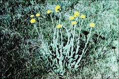 Craspedia costiniana