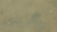 Ellochelon vaigiensis