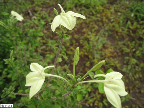 Ecbolium madagascariense