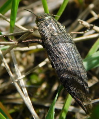 Dicerca aino