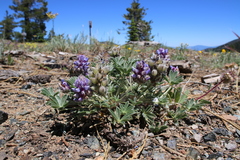Lupinus lapidicola