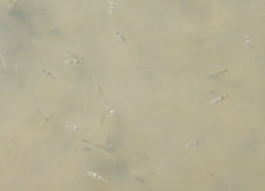 Ellochelon vaigiensis