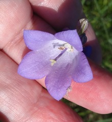 Campanula intercedens
