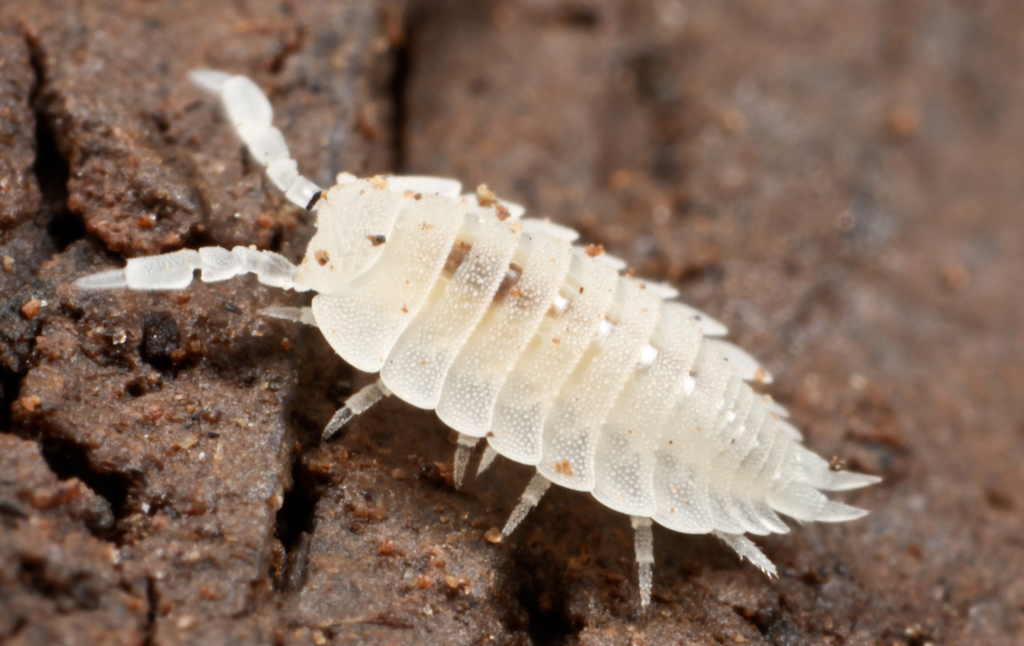 Ant Woodlouse
