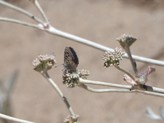 Euphilotes enoptes smithi
