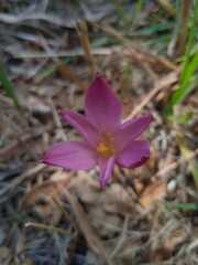 Zephyranthes rosea