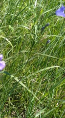 Campanula intercedens