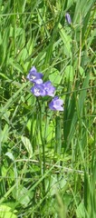 Campanula intercedens