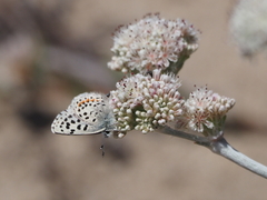 Euphilotes enoptes smithi