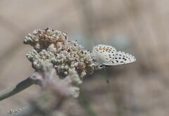 Euphilotes enoptes smithi