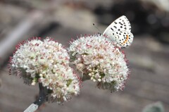 Euphilotes enoptes smithi
