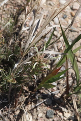Castilleja sessiliflora