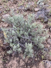 Artemisia rigida