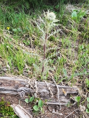 Cirsium osterhoutii