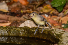 Vireo gundlachii