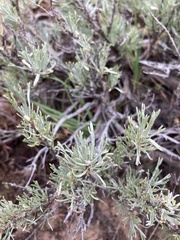Artemisia rigida