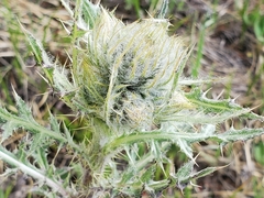 Cirsium osterhoutii