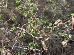 Calliandra conferta