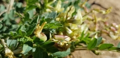 Astragalus oophorus