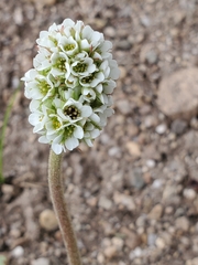 Micranthes rhomboidea