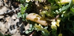Astragalus oophorus