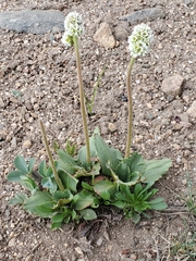 Micranthes rhomboidea