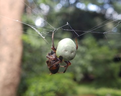 Araneus apricus
