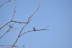 Cynanthus latirostris