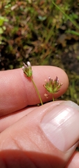 Trifolium variegatum