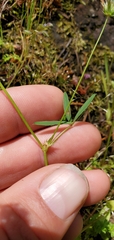 Trifolium variegatum