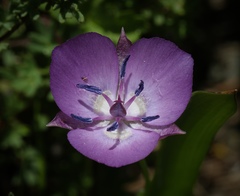 Calochortus nudus