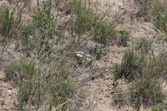 Townsendia grandiflora